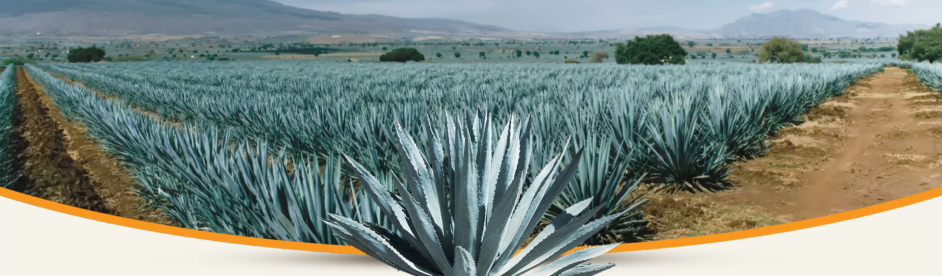 Producción de agave