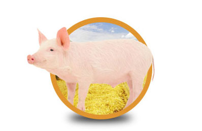 Cerdo en pie