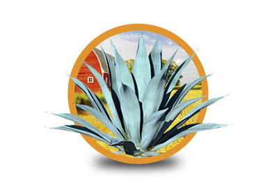 Agave