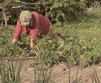 Cultivo
