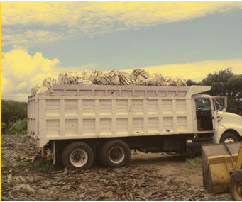 Distribución
