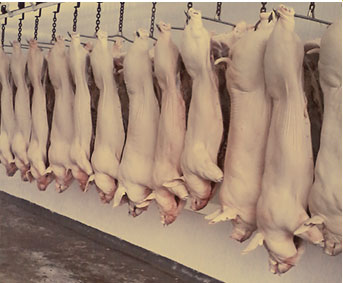 Sacrificio